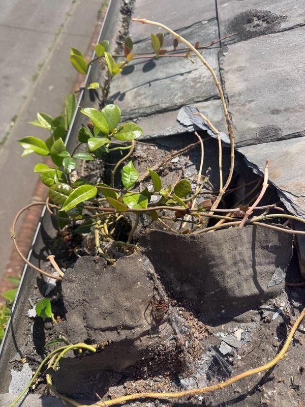 Blocked gutter before clearing